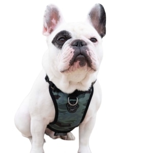 The Everything Water-Resistant Harness Camo