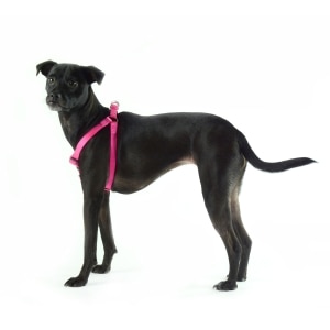 Nylon Adjustable Pink Dog Harness