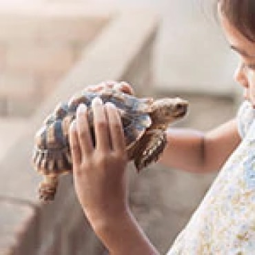Turtle and child