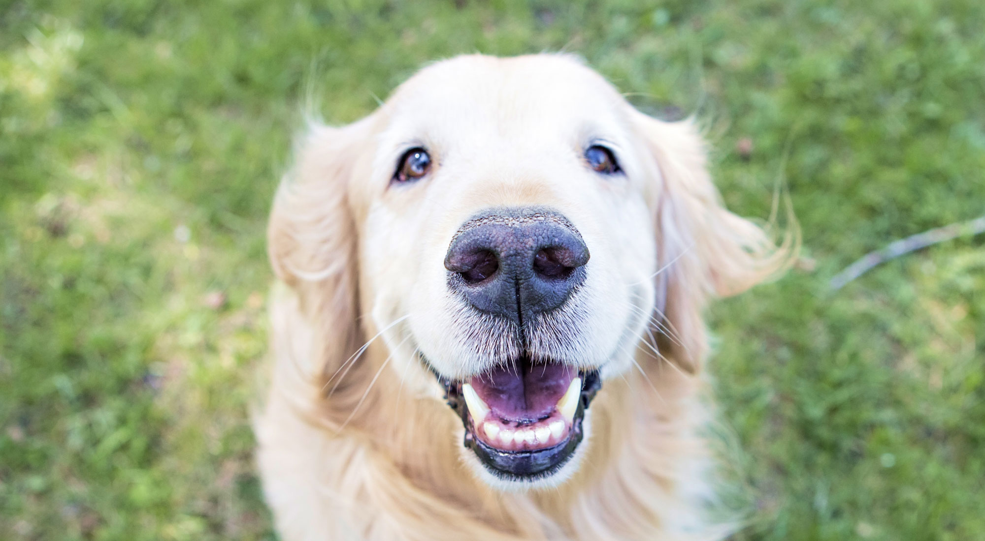 Smiling Golden Retriever dog