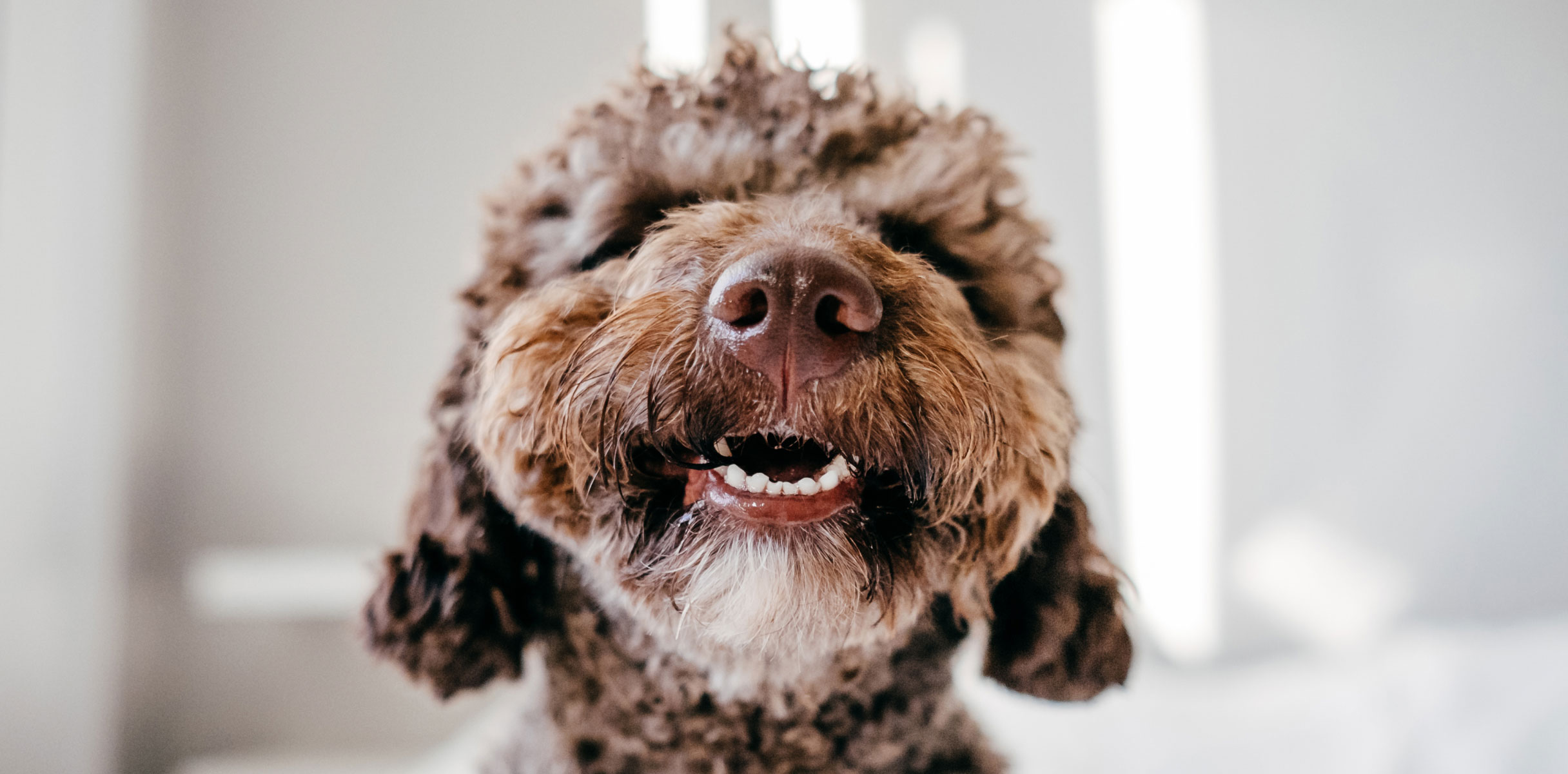 Curly haired dog showing front teeth