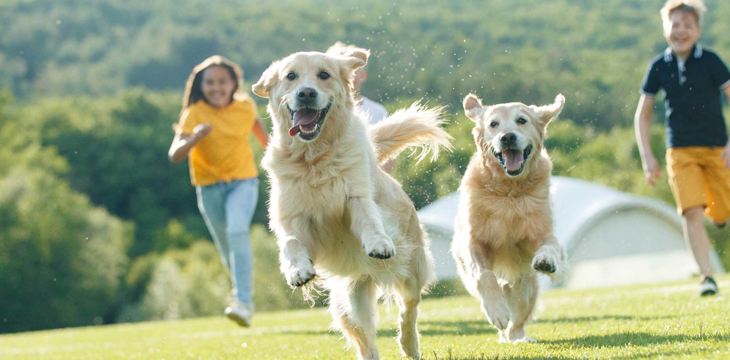 Two Golden Retriever dogs running in a field with kids