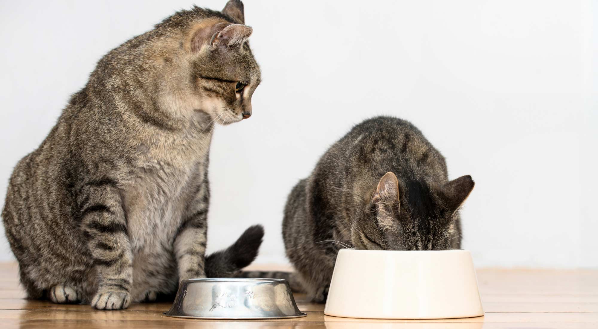 two cats eating from their dishes
