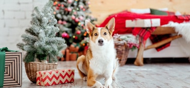 A brown and white dog sitting beside a little christmas tree and a gift